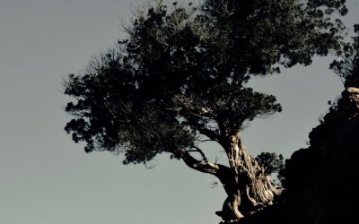sabina tree 2020