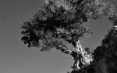 The Tree