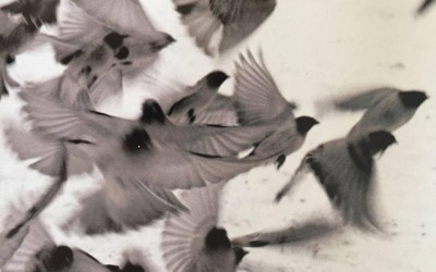 Amazing Birds do fly picture!