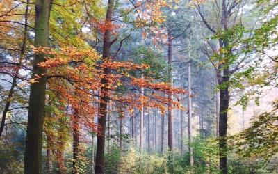 Beekvliet, home sweet home…