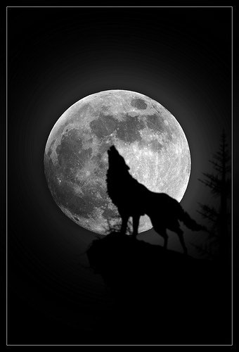 The Full Moon 23 January, throw me to the wolves and I’ll come back leading the pack.
