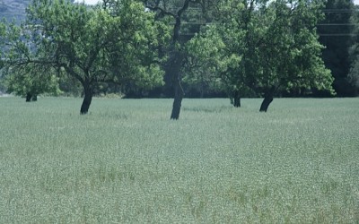 The fields in Puig den Valls