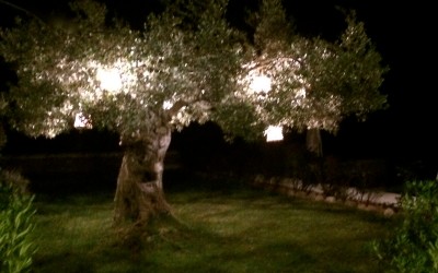 My dream tree , reflections on my house ,..