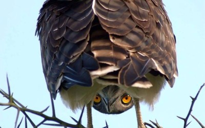 The world up side down,.