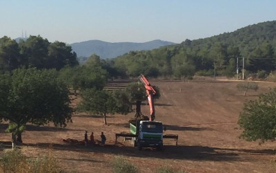 And the so feared bug entered my property …