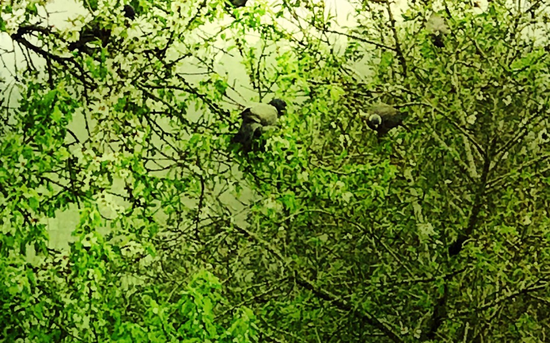 Doves …