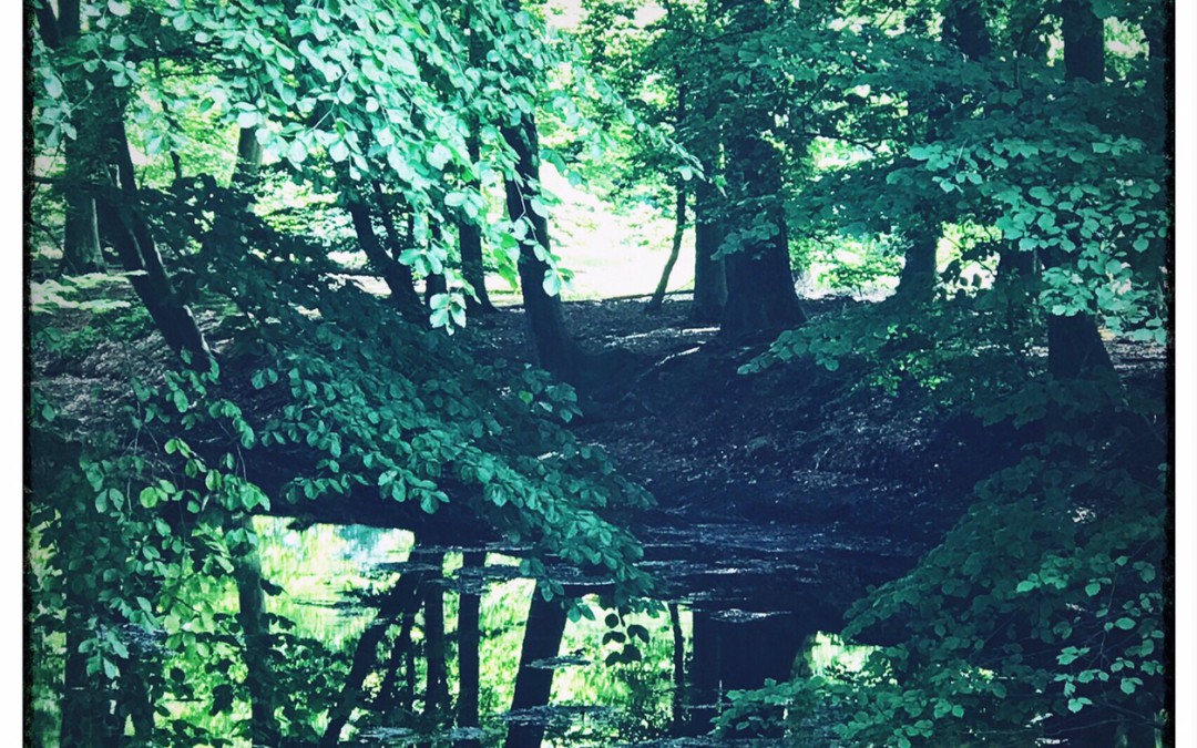 Woods ..