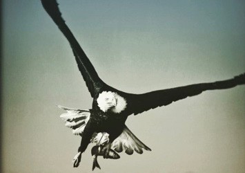 The Eagle and the scorpio