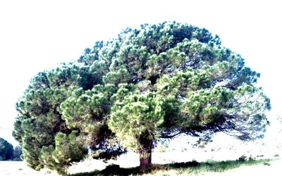 my tree