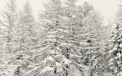 A very beautiful White Christmas