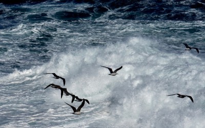Seagulls