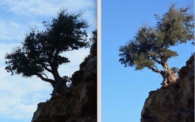 How to view a tree …