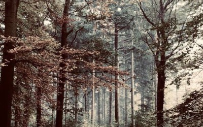 Woods