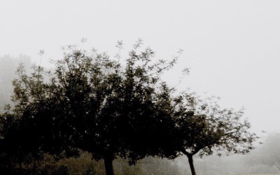 Misty morning
