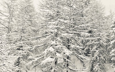 white tree