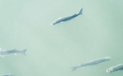 Fish!