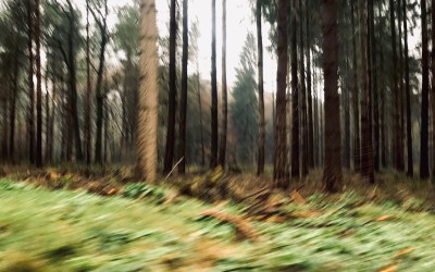 always trees