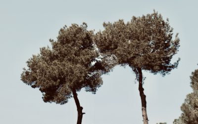 Trees in love