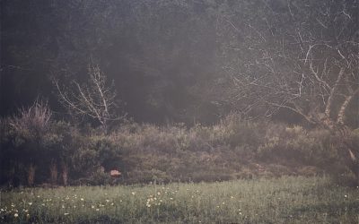 Campo life