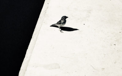 Birds do fly