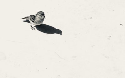 you and your shadow
