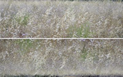 Hay